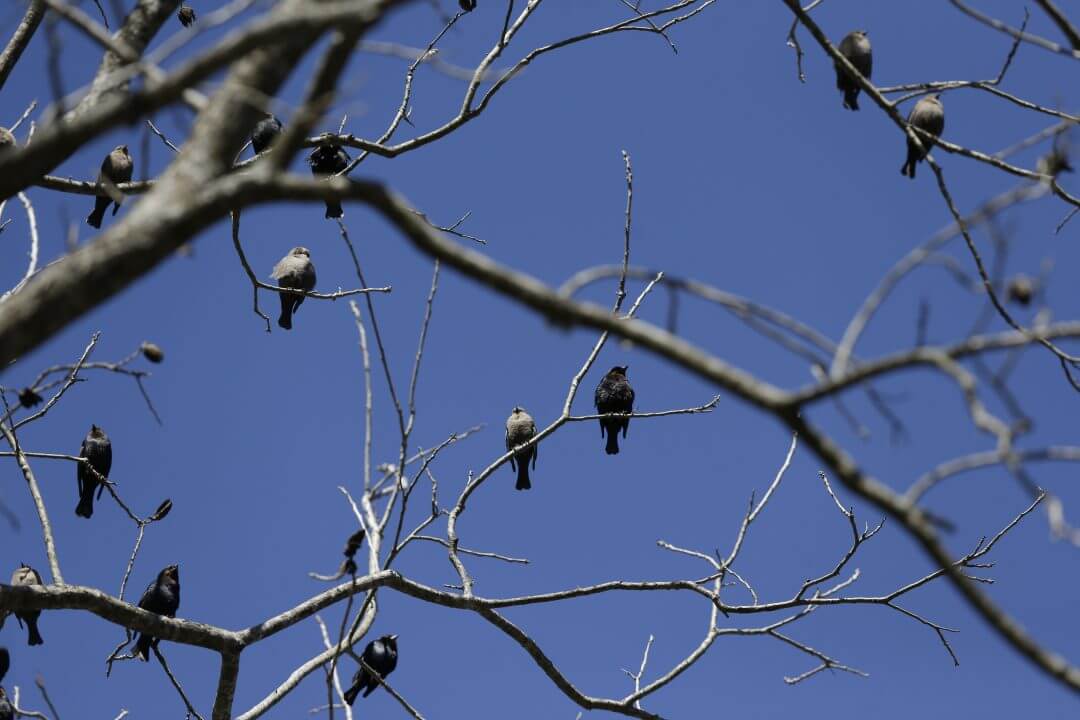 A group of birds migrate, March 2015, in Montgomery, Alabama. 